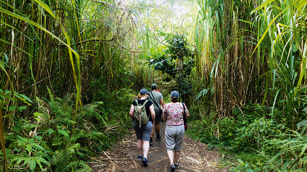 Explore Travel guide: Costa Rica rainforest